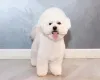Bichon Frisé: um cãozinho irresistí­vel