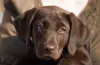 O labrador filhote marrom tem um charme inexplicável!