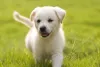 Como resistir a um filhote de Labrador?