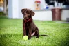 O cachorro Labrador filhote adora brincadeiras