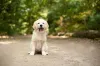 O Labrador filhote leva cerca de 2 anos pra atingir a fase adulta