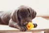A carinha do filhote de Labrador não engana: eles são tudo de bom na nossa vida!