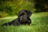 O Labrador filhote preto tem uma pelagem muito bonita e sedosa