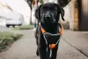 O filhote de Labrador gosta de sair para passear