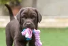 Labrador filhote: os mordedores são os brinquedos mais indicados para a raça