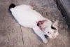 Feridas em gatos: esporotricose progride com rapidez, por isso o tratamento deve ser imediato!