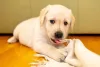 O filhote de Labrador adora roer tudo, e por isso precisa de distrações específicas para isso