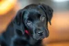 O Labrador filhote preto encanta qualquer pessoa