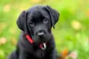 Tem que ter muita energia para passear com o filhote de Labrador