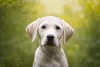 O Labrador é uma das raças mais populares que existem