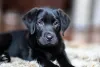 Com pelos sedosos e chamativos, o Labrador filhote preto chama muita a atenção