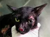 A esporotricose felina pode chegar a casos muito graves. Feridas em gatos precisam ser tratadas com medicamentos específicos e, em alguns casos, até antibióticos
