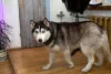 Husky: cores preto, branco e bege também podem vir mescladas, se assemelhando a um malhado