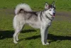 Prata e branco são outras possíveis cores de Husky Siberiano