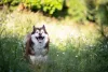 O Husky Siberiano marrom com branco é uma lindeza