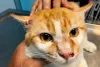 Feridas em gatos podem ser decorrentes da esporotricose felina. Preste atenção no surgimento de machucadinhos no pelo e no rosto de seu animal