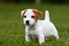 Jack Russell Terrier: filhote da raça é curioso e muito esperto