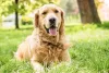 A pelagem do cachorro Golden Retriever é longa e mais ondulada