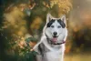 O Husky Siberiano tem pelagem dupla