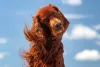 Setter Irlandês com pelos ao vento e céu ao fundo