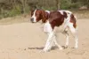 Setter Irlandês ruivo e branco andando ao ar livre