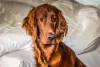 Setter Irlandês com expressão séria perto de uma cama