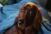 Setter Irlandês deitado olhando com cara de desconfiado