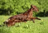 Setter Irlandês correndo ao ar livre
