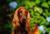 Setter Irlandês passeando ao ar livre