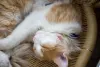 O câncer de pele em gatos se manifesta como uma ferida que não cicatriza na pele do animal
