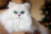 A orelha do gato Persa é curtinha e empinada para cima