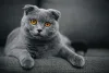 Gato com orelha pequena: o Scottish Fold, por outro lado, tem a estrutura mais curvada