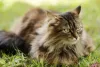 Já a orelha do gato Maine Coon é grande e pontuda no formato de triângulo