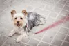 O Yorkshire Terrier late bastante, mas é uma ótima companhia