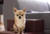 Barulho de cachorro latindo é o que não falta com o Chihuahua por perto