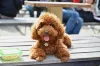 O Poodle também pode ser um cachorro barulhento, mesmo com o jeito fofinho e amigável
