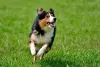 Border Collie preto e marrom é uma das colorações tricolores mais famosas. A típica faixa branca sempre estará presente