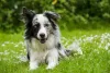 O Border Collie azul merle é mais raro, porém igualmente lindo