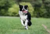 O Border Collie branco com preto é o padrão de pelagem mais popular da raça