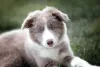 O Border Collie azul e branco é uma fofura