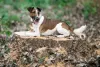 O Fox Terrier pelo duro tem a pelagem mais curta