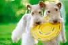 Já a pelagem do Fox Terrier de pelo liso costuma ser bem abundante e densa