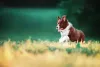 O Border Collie chocolate também é um padrão da raça