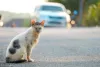 Remédio caseiro para ferida de gato não existe! Leve sempre o seu bichano ao veterinário!
