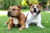 O American Staffordshire Terrier é dócil e tem muita energia para gastar