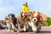 Cavalier King Charles Spaniel: canil para compra do animal deve ser averiguado com cautela para não financiar os maus-tratos