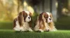 O King Charles Cavalier pode ter diversas variações de cores na pelagem