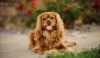 O Cavalier King Charles Spaniel não costuma apresentar problemas na convivência com outros animais