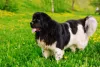 Raça Terra Nova: uma das variações de cores do cachorro é preto com branco