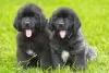 Os filhotes de cachorro Terra Nova são pura fofura em forma de bichinho